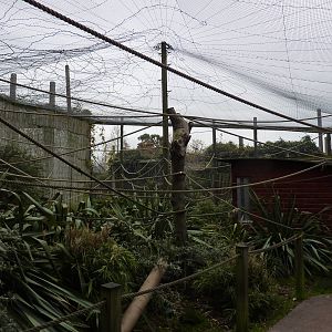 Squirrel monkey walkthrough
