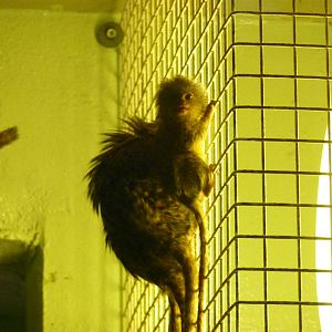Pygmy marmosets
