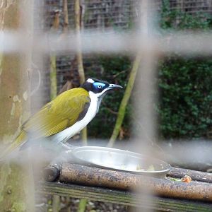 Blue-faced honeyeater