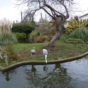 White-naped crane enclosure