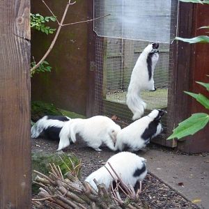 Skunks
