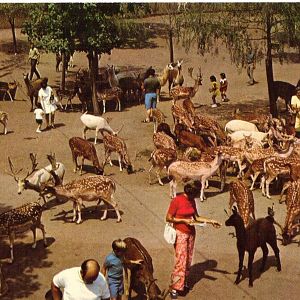 Catskill Game Farm Postcard
