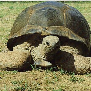 Catskill Game Farm Postcard