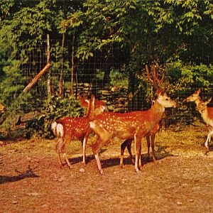 Catskill Game Farm Postcard