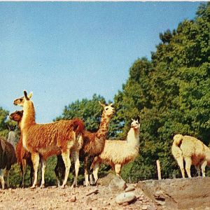 Catskill Game Farm Postcard