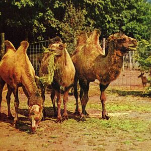 Catskill Game Farm Postcard