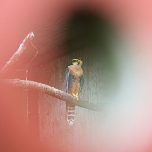 Aplomado falcon?