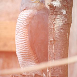 African goshawk?