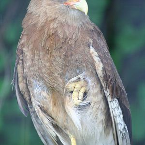 Female mountain caracara?
