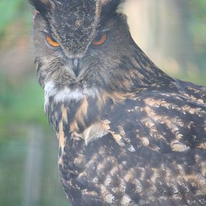 Indian eagle owl?