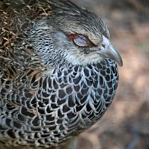 Blue eared pheasant female?