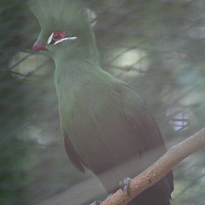 Livingston's turaco?