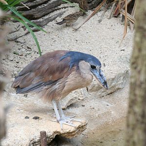 Boat billed heron?
