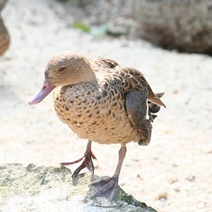Madagascar teal?