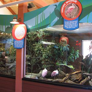Animal Connections - Roseate Spoonbill Exhibit
