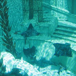 Journey to Atlantis - Bat Rays