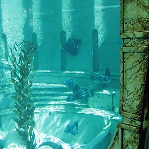 Journey to Atlantis - Bat Rays