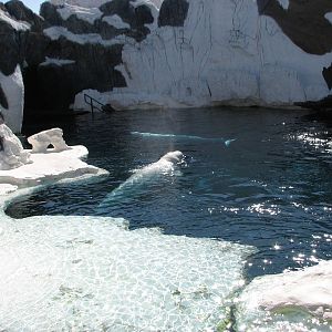 Wild Arctic - Beluga