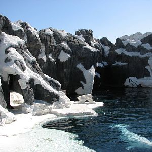 Wild Arctic - Beluga