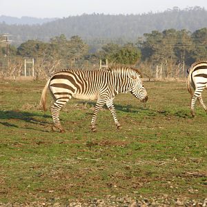 mountain zebra