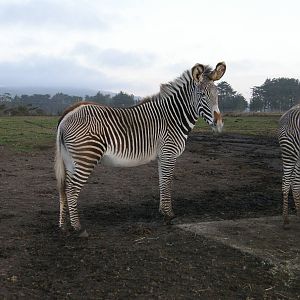 grevys zebra