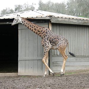 giraffe