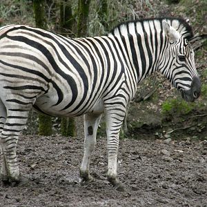 common zebra