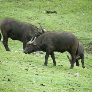 cape buffalo