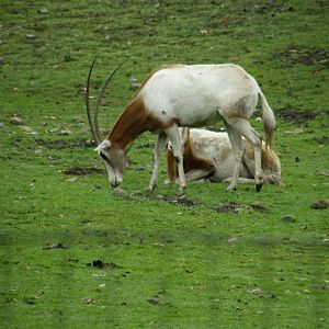 scimitar horned oryx