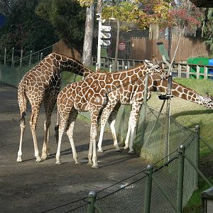 giraffe