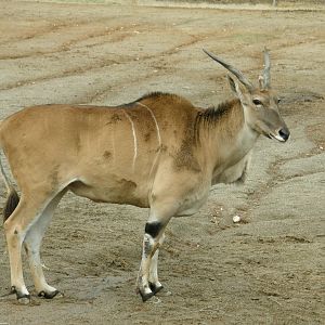 common eland