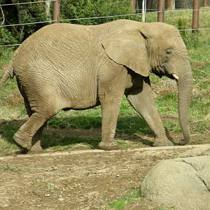 african elephant