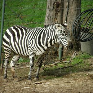grant zebra