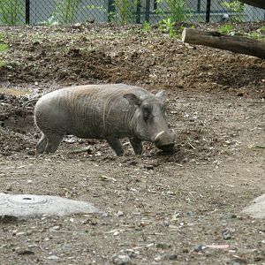 warthog