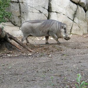 warthog