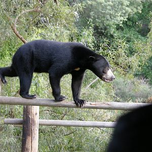 sun bear