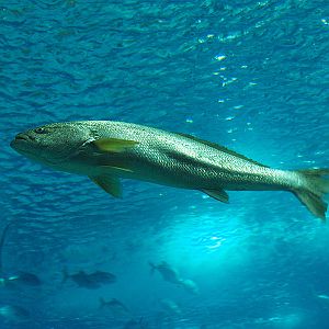 Unknown fish - Oceanário de Lisboa