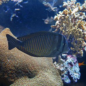 Unknown fish - Oceanário de Lisboa