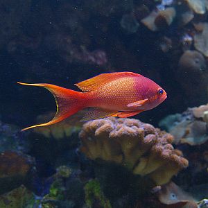 Unknown fish - Oceanário de Lisboa