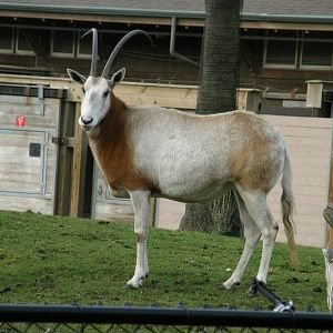 scimitar horned oryx