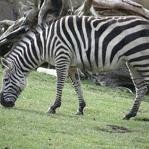 grant zebra