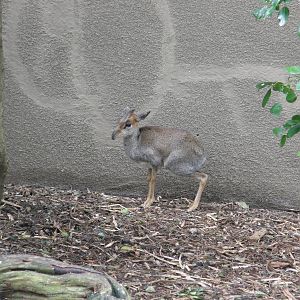 dik dik