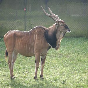 giant eland