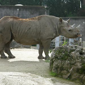 black rhino