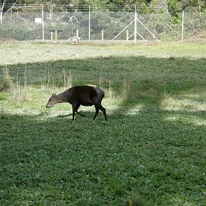 yellow backed duiker
