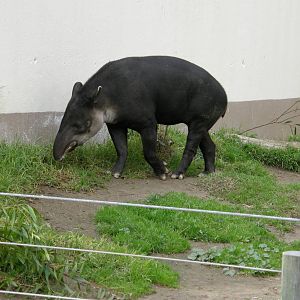 bairds tapir