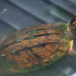Chinese three-stiped box turtle?