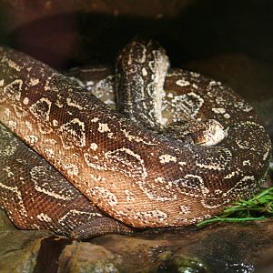 Argentine boa constrictor
