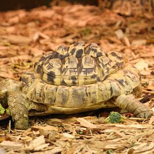 Young leopard tortoise?
