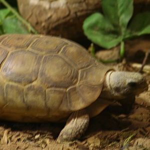 Bell's hingeback tortoise?